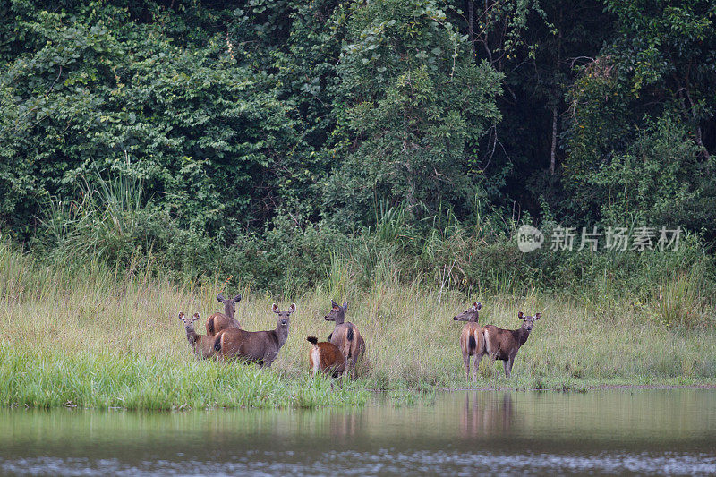 动物:一群棕色鹿角鹿，也被称为坡鹿，或thamin (Rucervus eldii或Panolia eldii)。